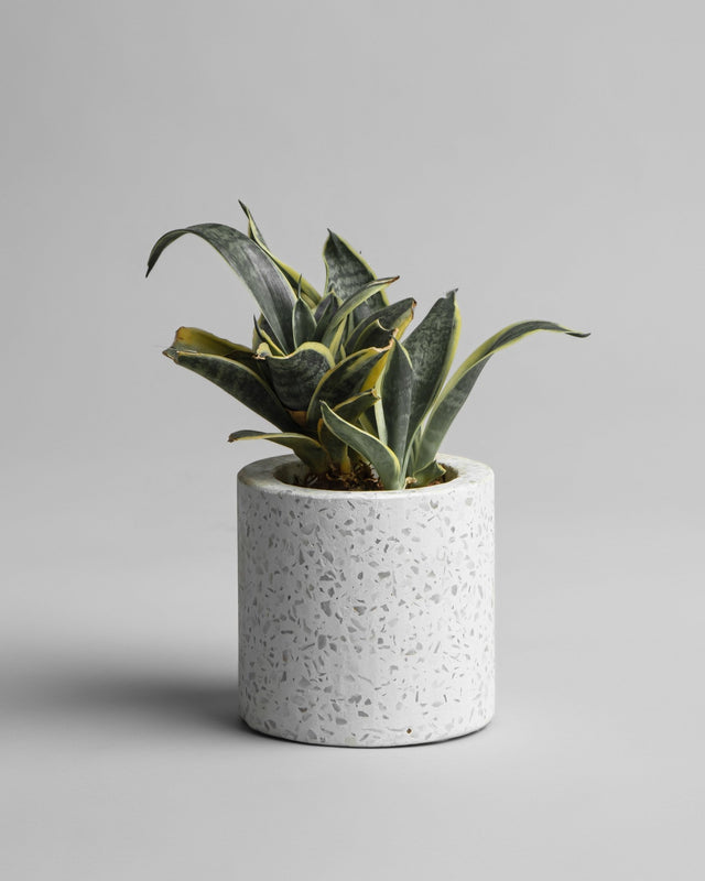 Terrazzo Planter Pot - Silken