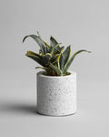 Terrazzo Planter Pot - Silken